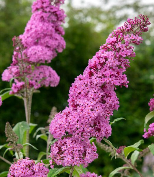 Buddleja 'Candy Little Pink'